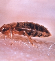 facing-west-bed-bug-drinking-blood-flesh